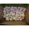 Crop 2019 Regular White Garlic